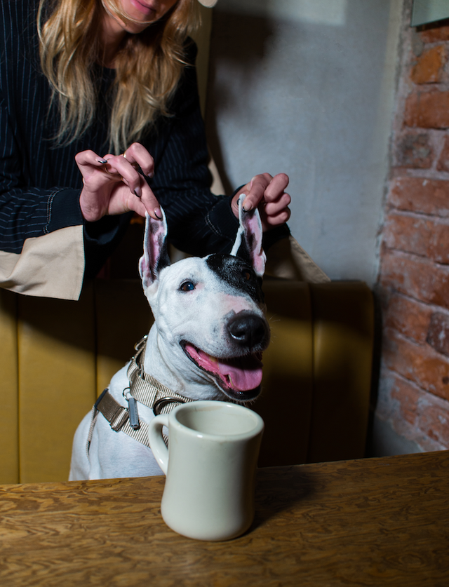 Perro bull terrier con collar placa y bandana