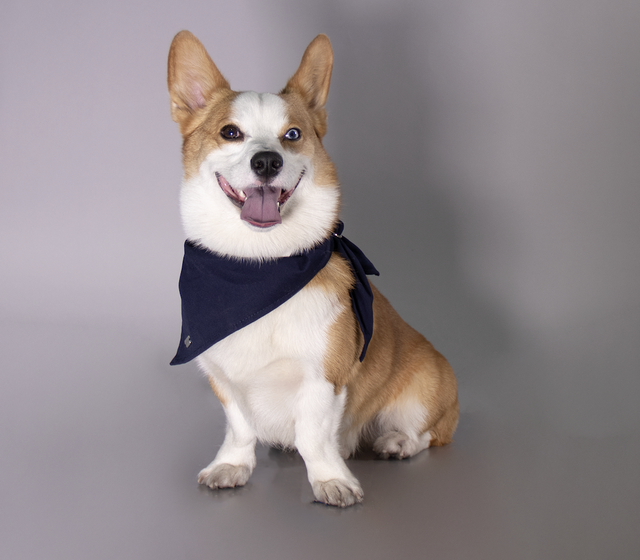¿Cómo educar a mi perro? Los trucos y consejos que esperabas