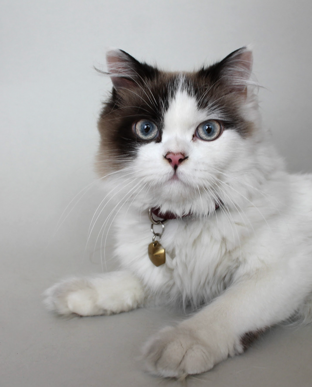 gato blanco y gris con collar y placa