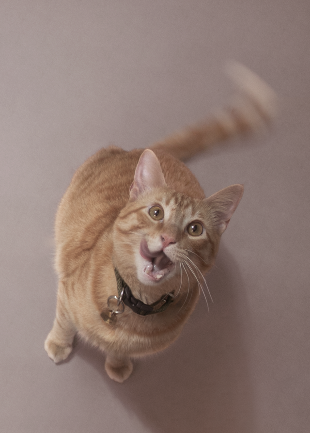 Gato pelirrojo con placa y collar