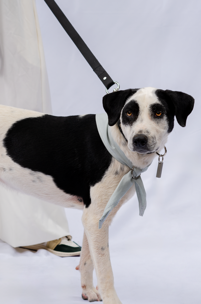 Consejos para cuidar a nuestras mascotas en el calor