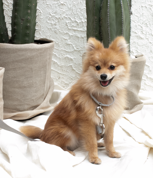 Perro de raza pomeranian con collar y correa epic pets