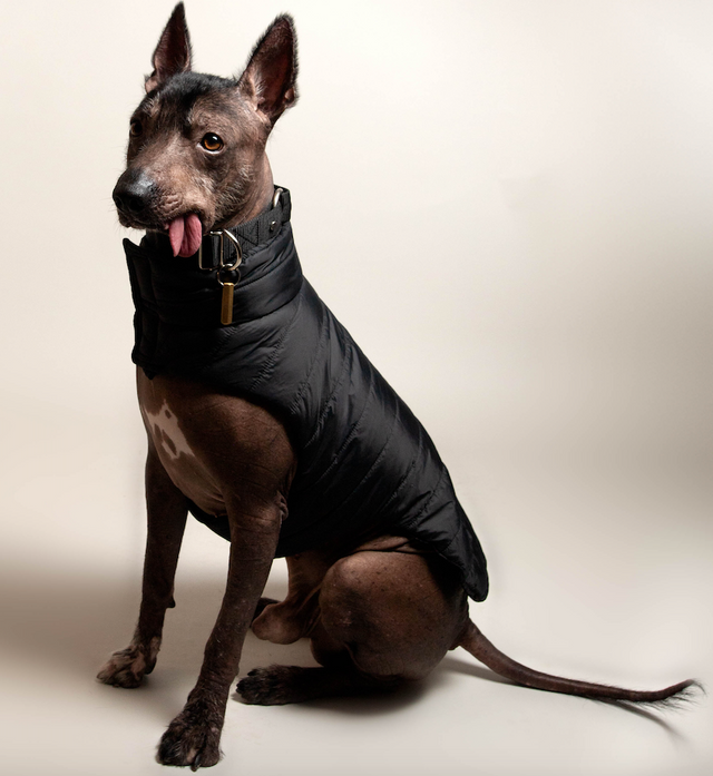 Perro xolo con abrigo para perro