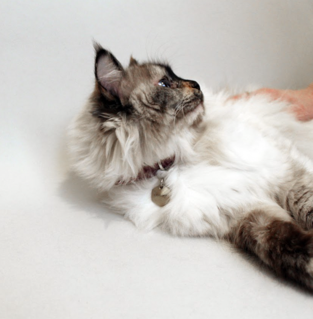 Gato angora de perfil