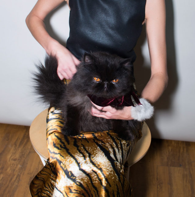 ¿Mi gato está estresado? Detecta y alivia el estrés en tu mascota