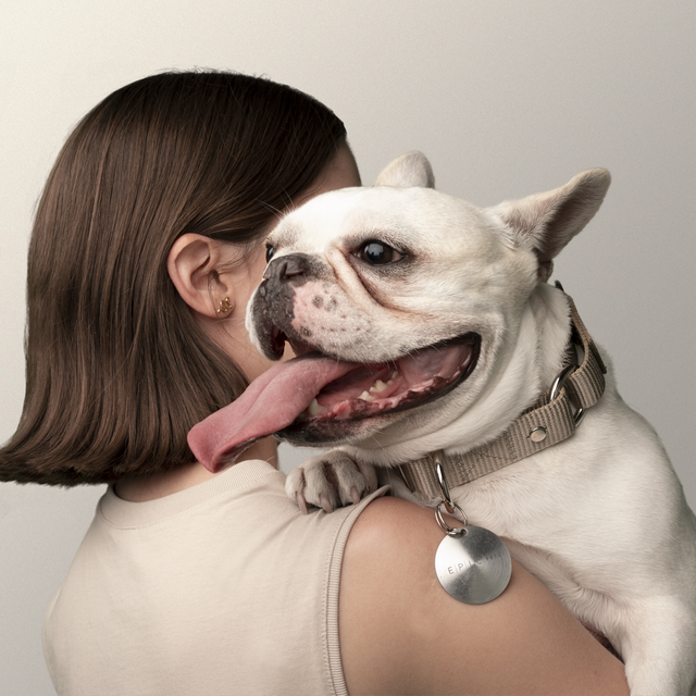 bulldog con collar martingale sand