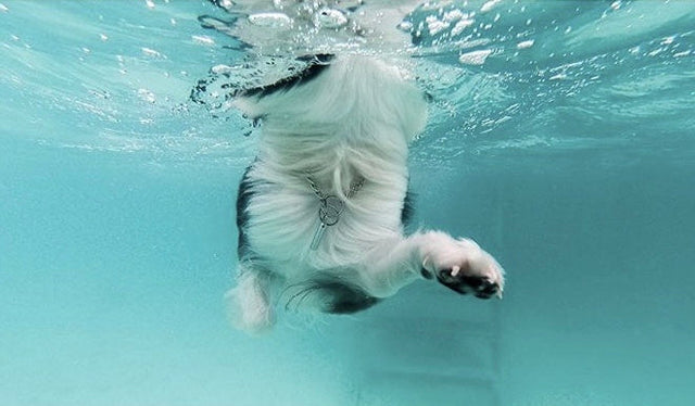 Golpe de calor en perros: lo que no sabías (y lo que nunca debes hacer)