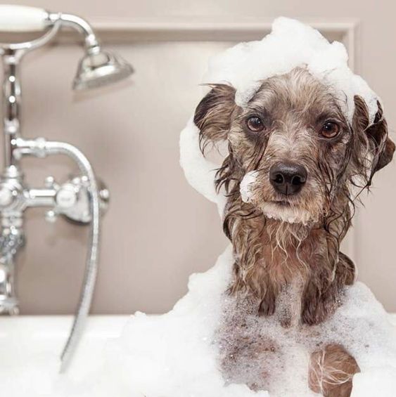 Perro bañado en una estética canina