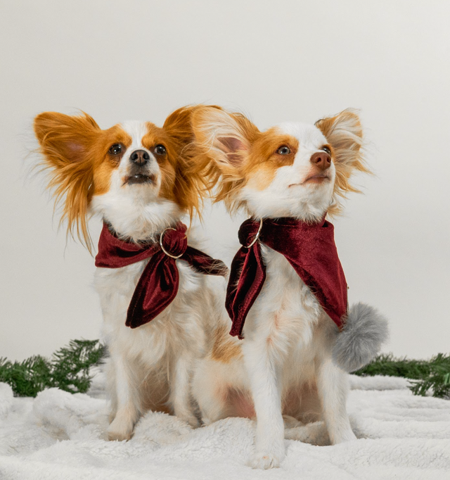 perros vestidos con bandanas de terciopelo navideño