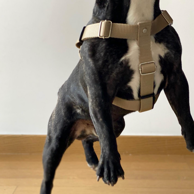 pechera para perro sand