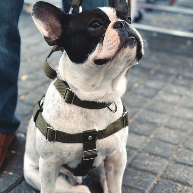 bulldog francés con collar y arnés