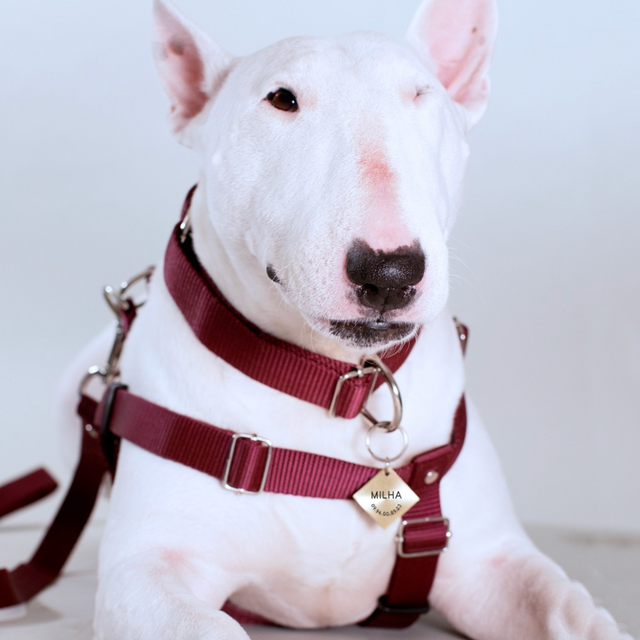 bull terrier lleva collar y arnés para perro