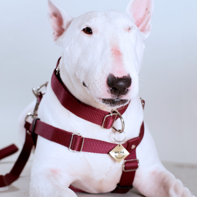 Collar Set
