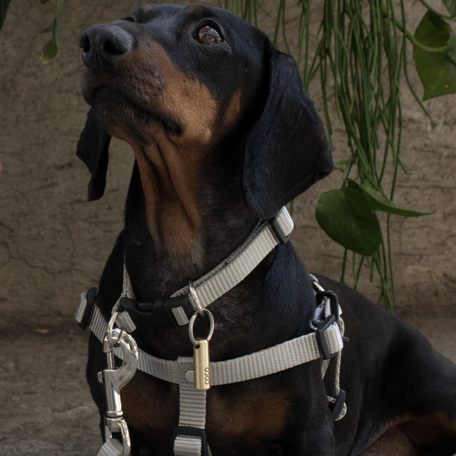 Perro negro con collar y arnés gris