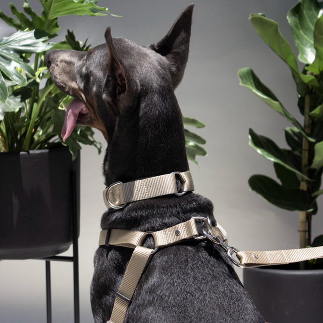 doberman con arnés y collar