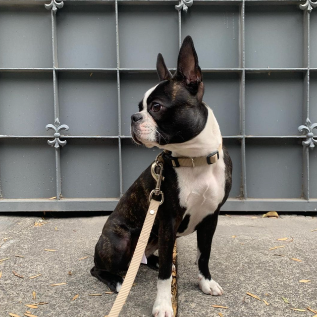 Collar Set