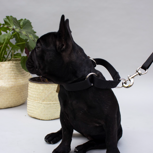 Collar Set