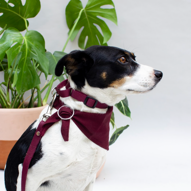 Collar Set