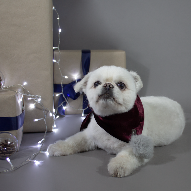 perro vestido con una bandana de tercipelo rojo