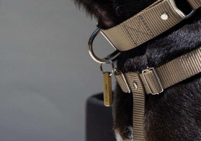 placa de identificacion para perro